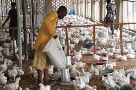 Taraba Bans Poultry