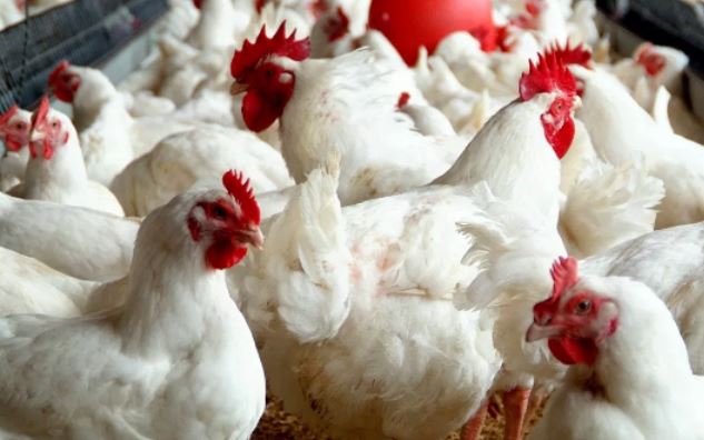 Poultry